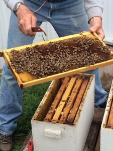 Getting up close and personal with the hive