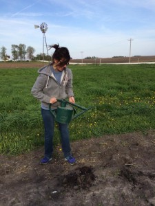 Tomato Planting