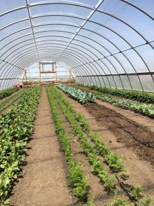 Hoop House at the Henry Wallace Farm 