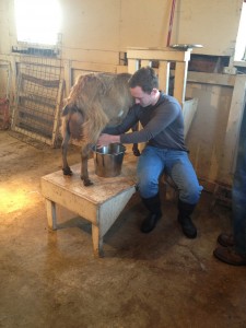 Stuart milks a goat