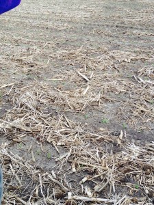 The erosion of the no-till protecting the soil
