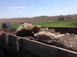 The infamous rocks that had to be picked off the field.