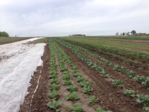 Rows and rows of nature's goodness.