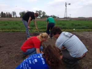 Planting in the gardern.