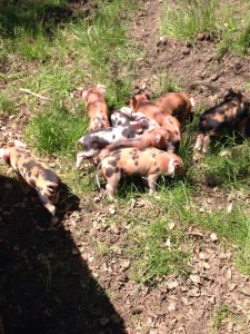 Precious Piglets!