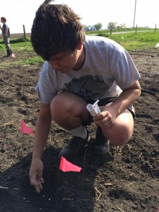 planting