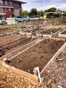 An urban garden plot