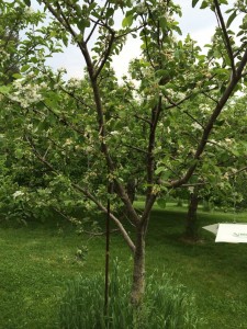 Just one of hundreds of unique species of apple trees