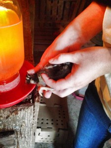 Dipping chicks' beaks in the water