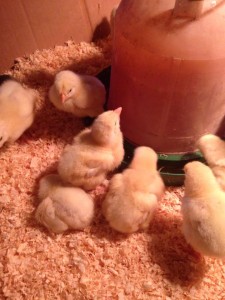 Baby chicks